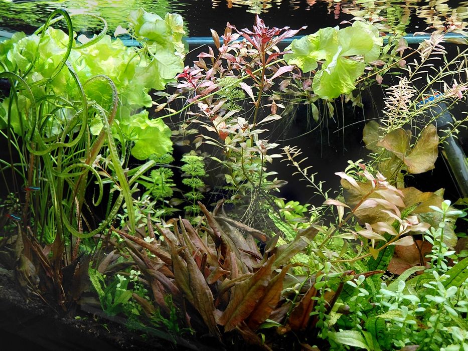 Roslinki akwariowe zestaw 15 szt