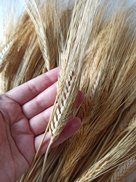 Колоски пшениці 35–45 см. 50 шт.  Декор, сухоцвіти