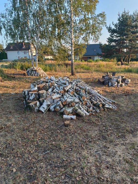 sprzedam drzewo brzoza