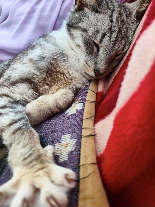 Miziasta starsza koteczka bardzo potrzebuje domu