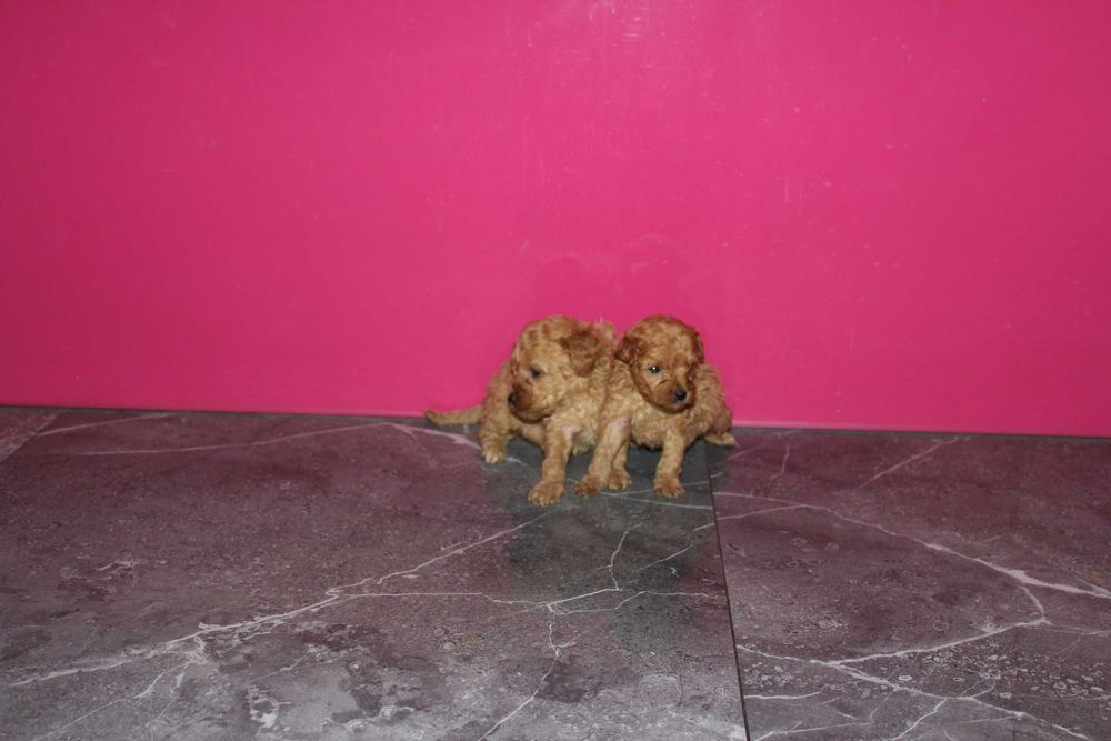 Maltipoo hybryda Maltańczyk i Pudel Piesek