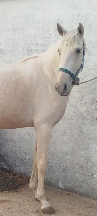 Poldra palomina  com 4 anos