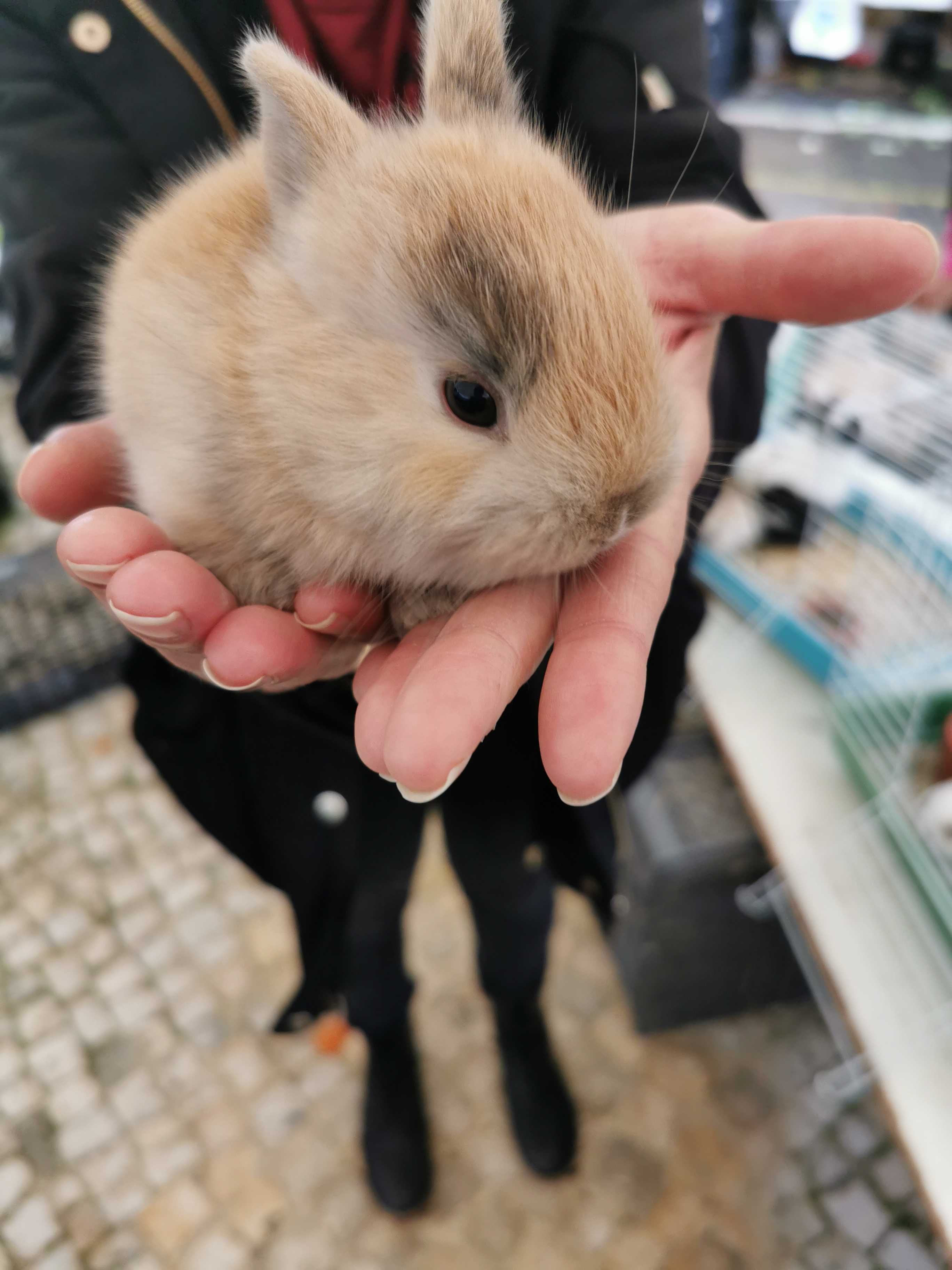 Coelhos anões mini hôlandes e mini toy desparasitados e vacinados