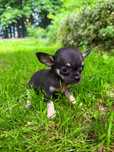 Suczka rasy Chihuahua BLUE TRICOLOR