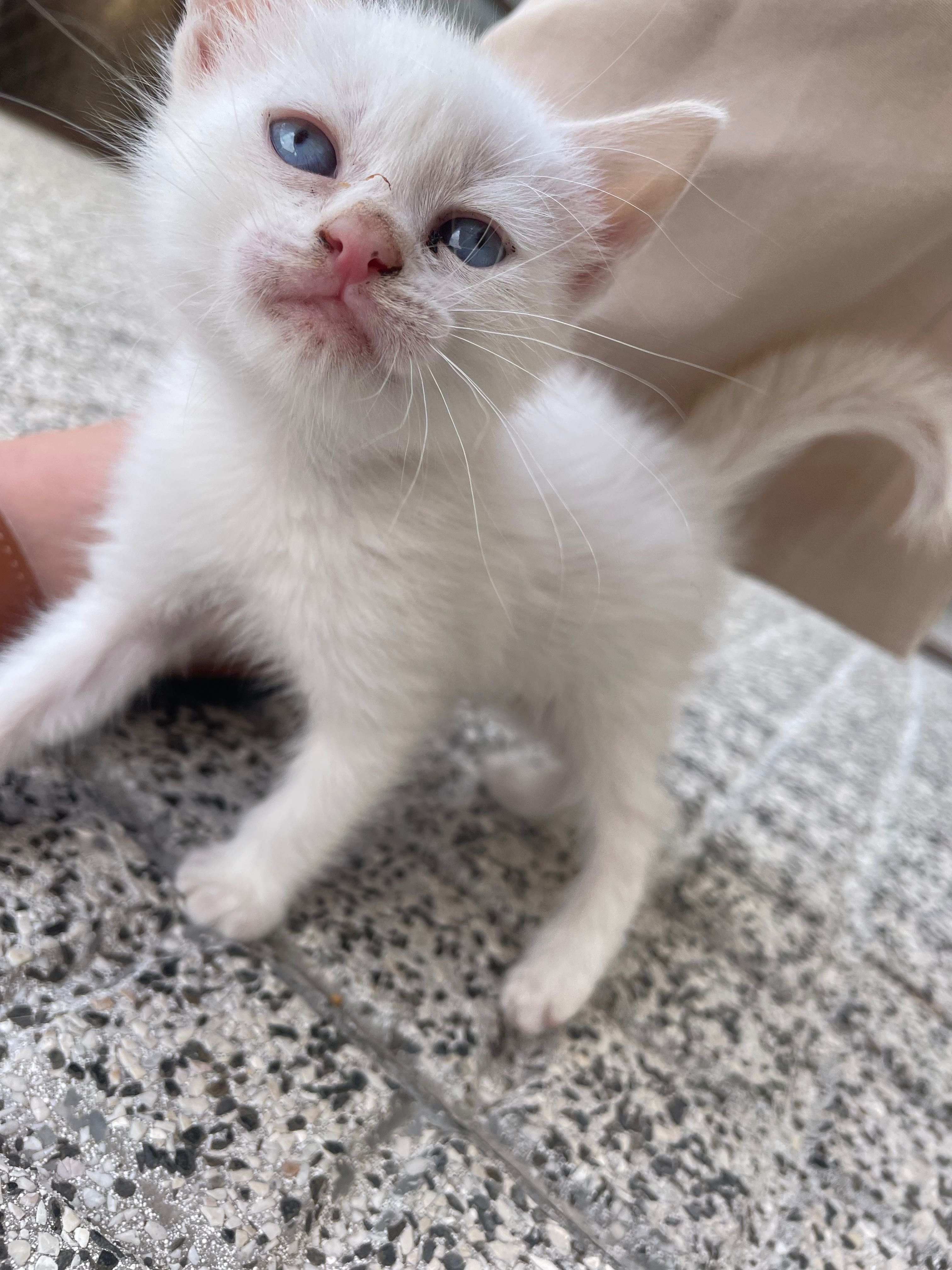 Gatinha com 1 mês para adoção