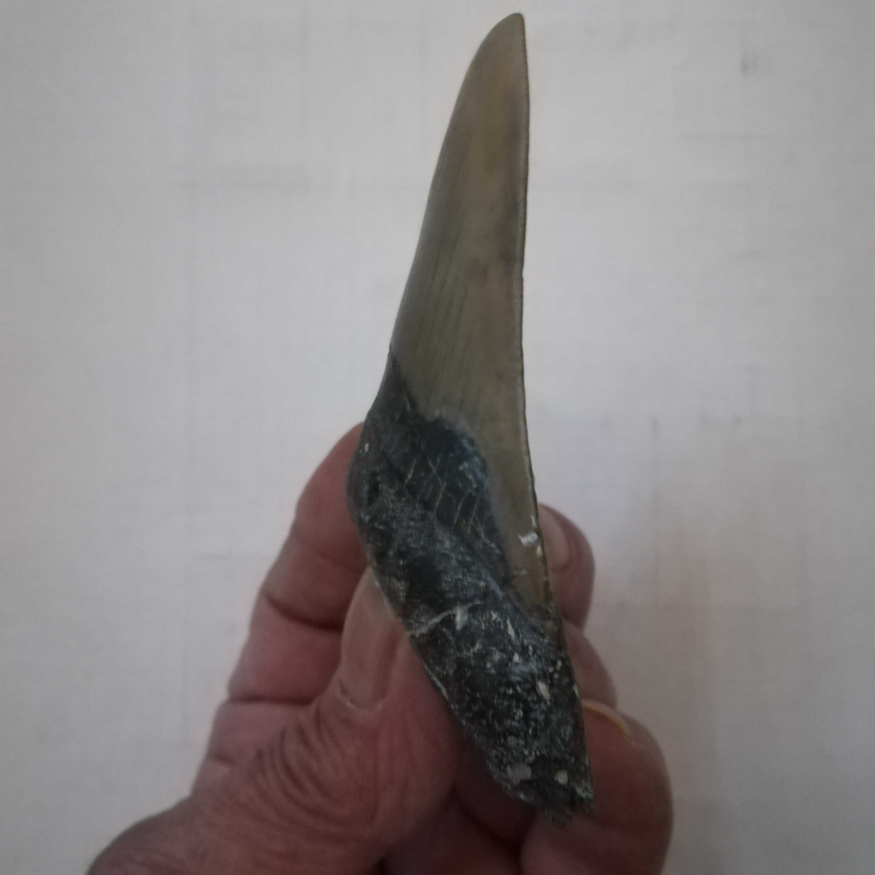 Fóssil dente megalodon