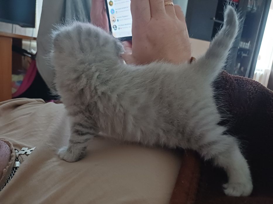 Британские котята
