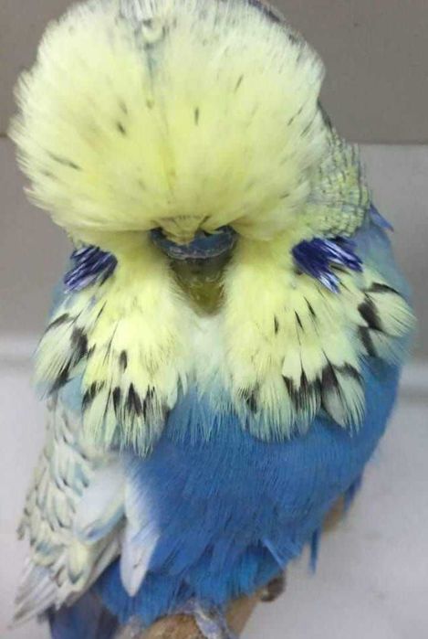 Vendo piriquito inglês