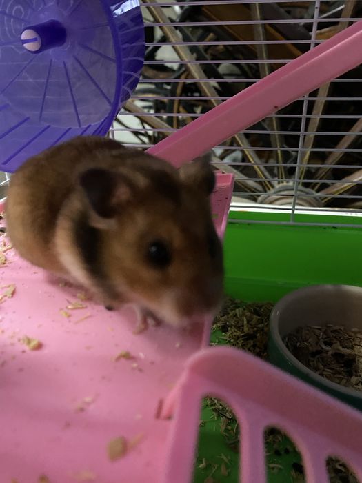 Gaiola para hamster com muitos acessorios para venda