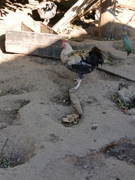 Młode koguty na sprzedaż