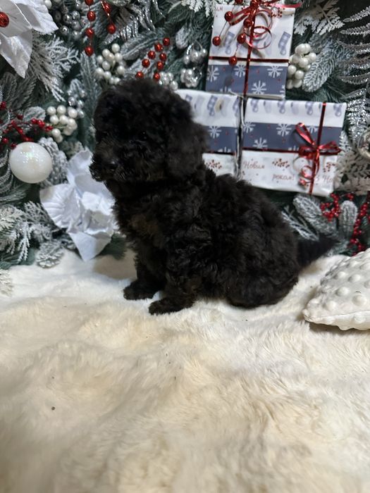 Чорний хлопчик пудель