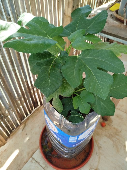 Vendo figueira em 5 l vaso