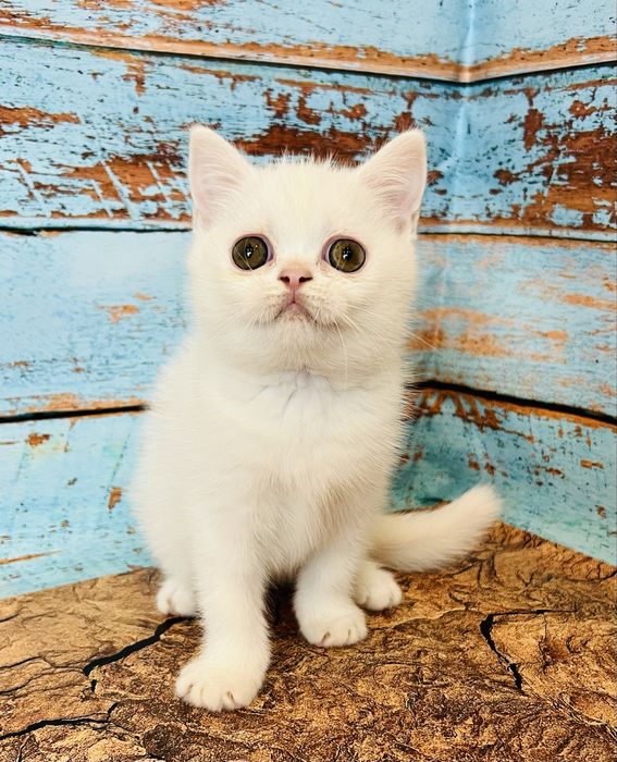 Біла кіше шотландської