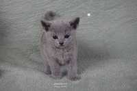 Kocięta Rosyjskie Niebieskie koteczka Gwiazdeczka szuka domu