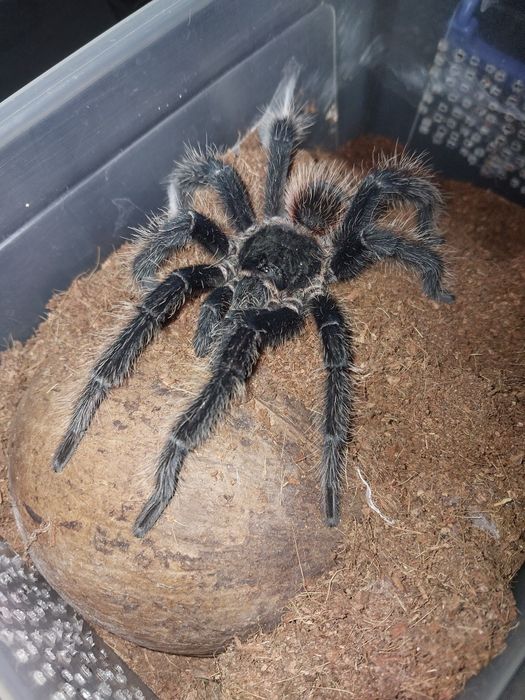Lasiodora Parahybana dorosły samiec