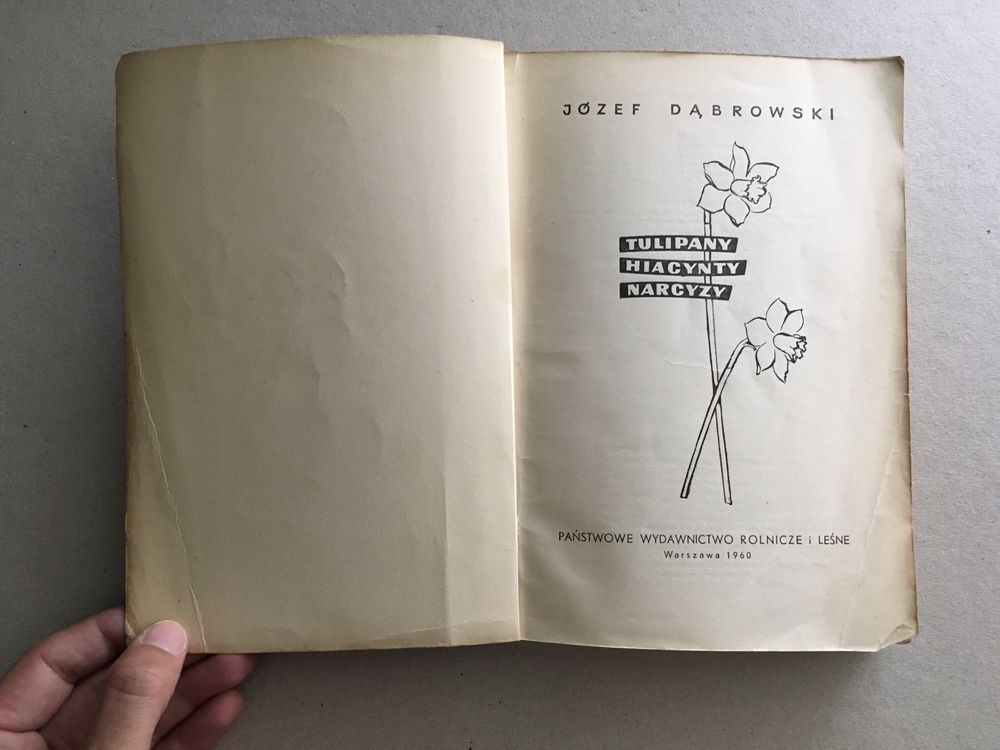 Hiacynty, narcyzy, tulipany; J. Dąbrowski 1960