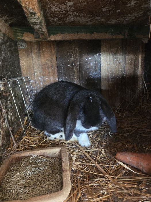 Baran francuski samce ,samice.