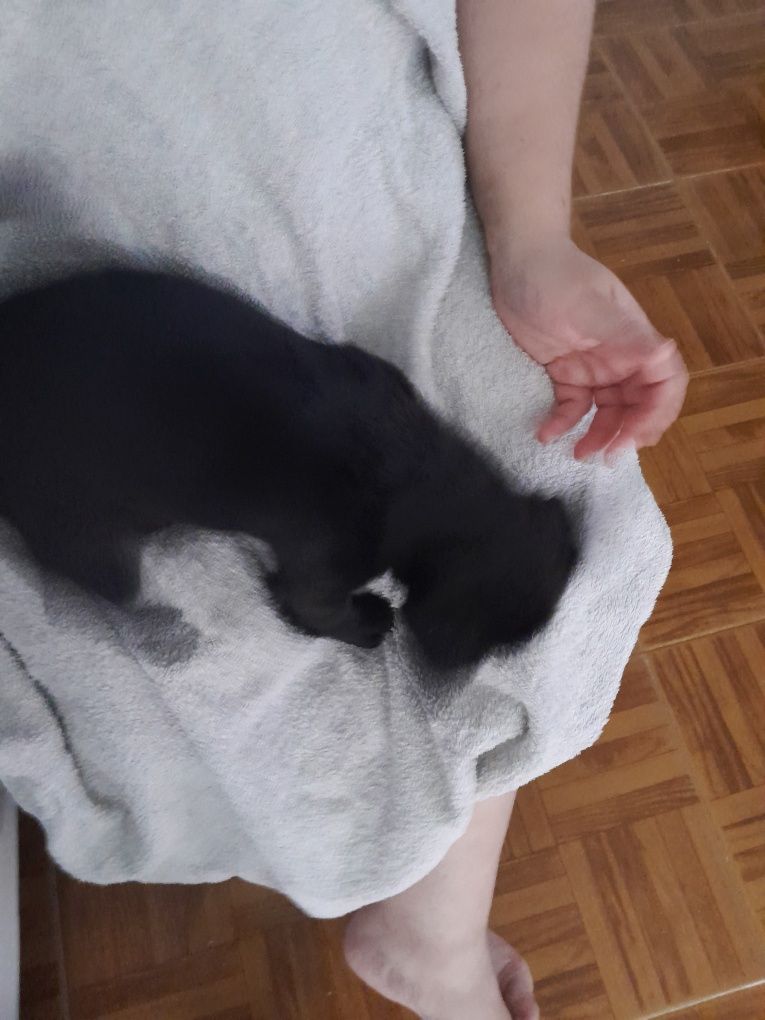 Femea chihuahua com 3meses