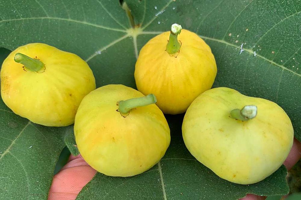 Yellow Royal, figowiec, sadzonki figowców, figa