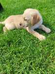 śliczny piesek labrador rodowód
