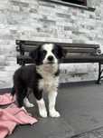 Border Collie FCI ZKwP gotowe do odbioru