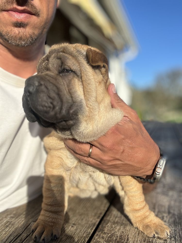 Sharpei Femea Camel