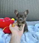Chihuahua xxs mini piesek niebieski długowłosy