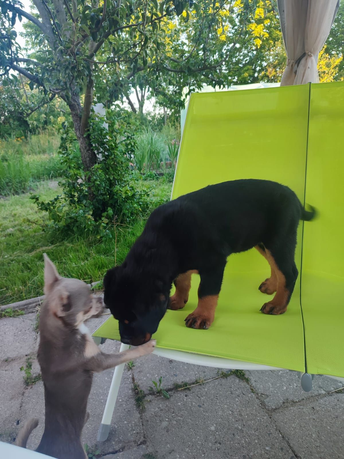 Rottweiler przepiękna dziewczynka