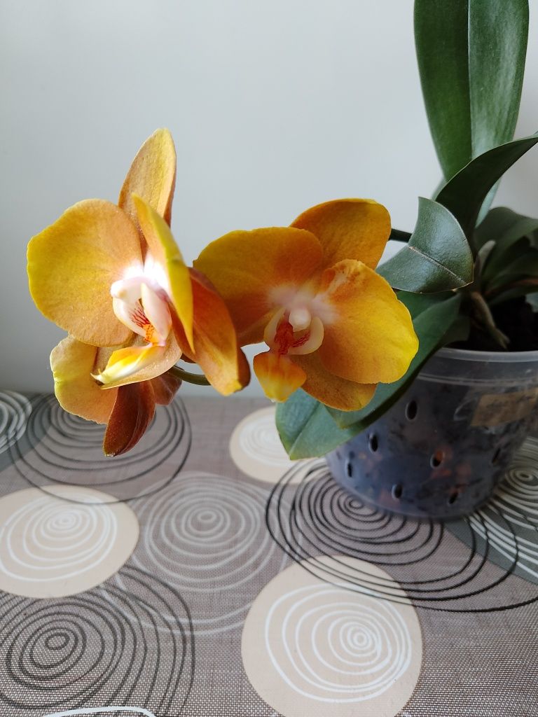 Продам деток орхидеи фаленопсис