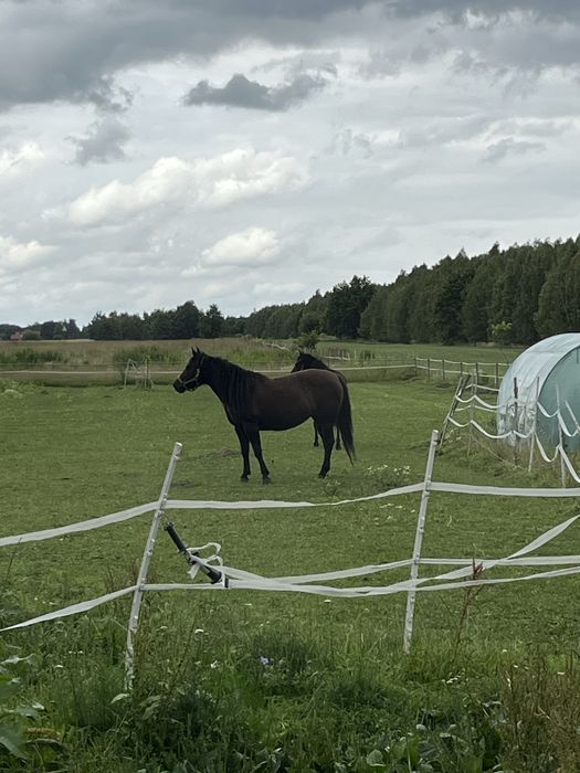 Dwie klacze huculskie