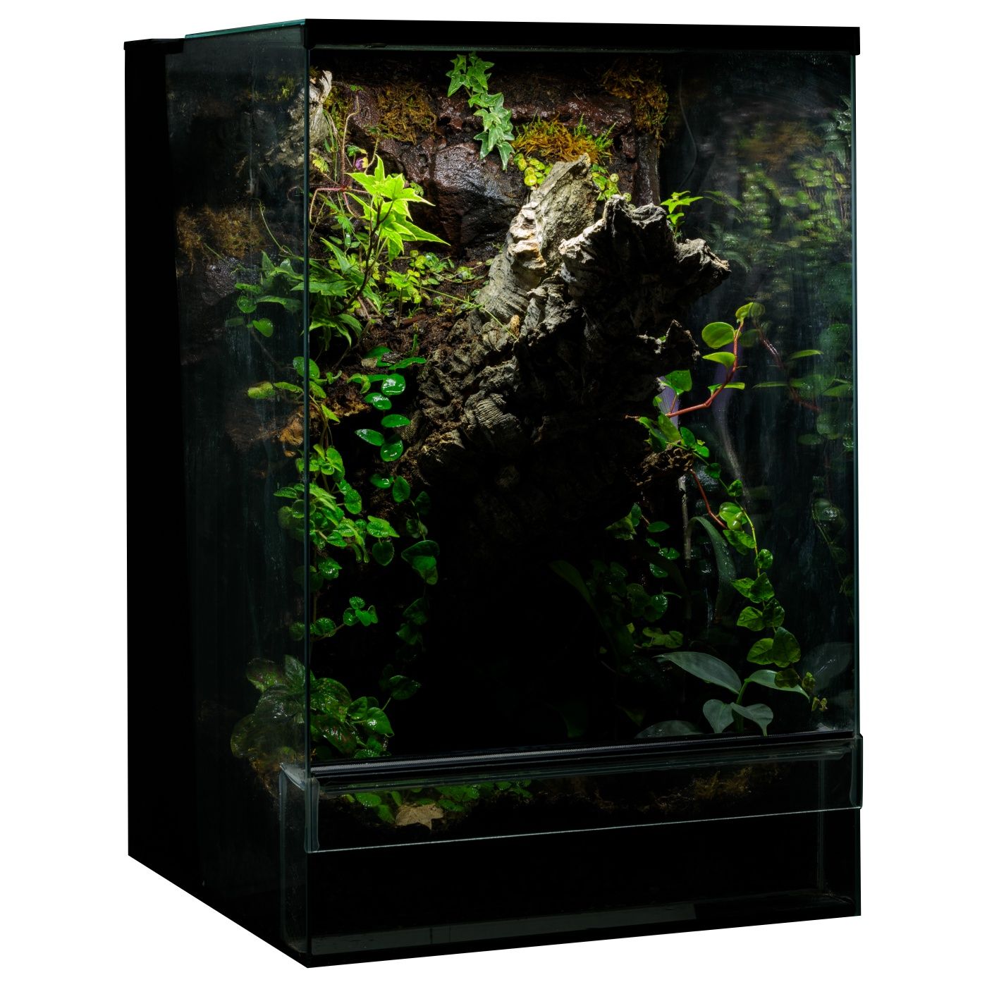 Terrarium tropikalne gekon paludarium