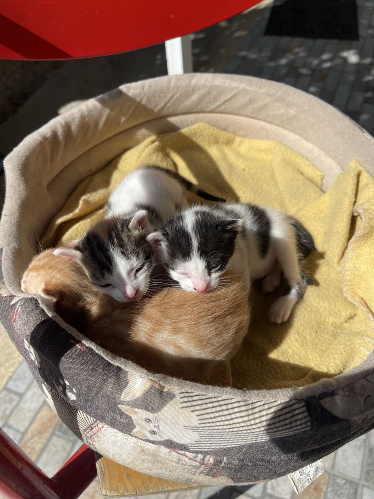 Gatos para adocao