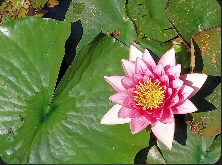 Lilie wodne do stawów i oczek wodnych