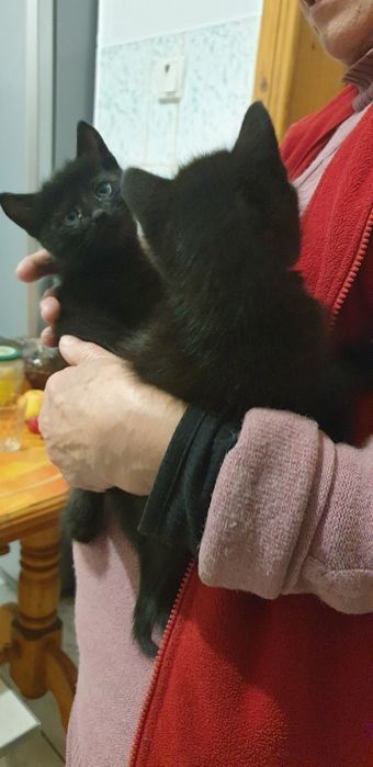 Віддам котиків в добрі руки