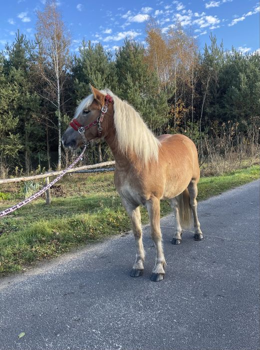 Klacz Haflinger niezwykły charakter