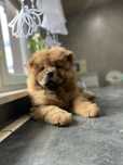 Piesek chow chow