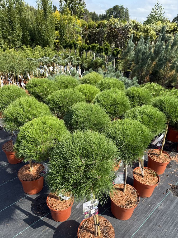 Sosna Szczepiona Maria Pinus 'Marie Brégeon'