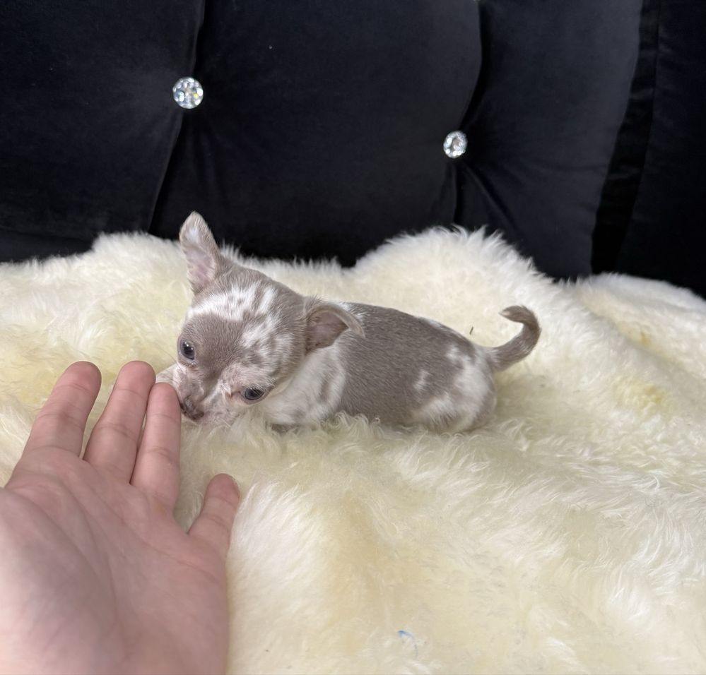 Chihuahua blue merle piesek krótkowłosy