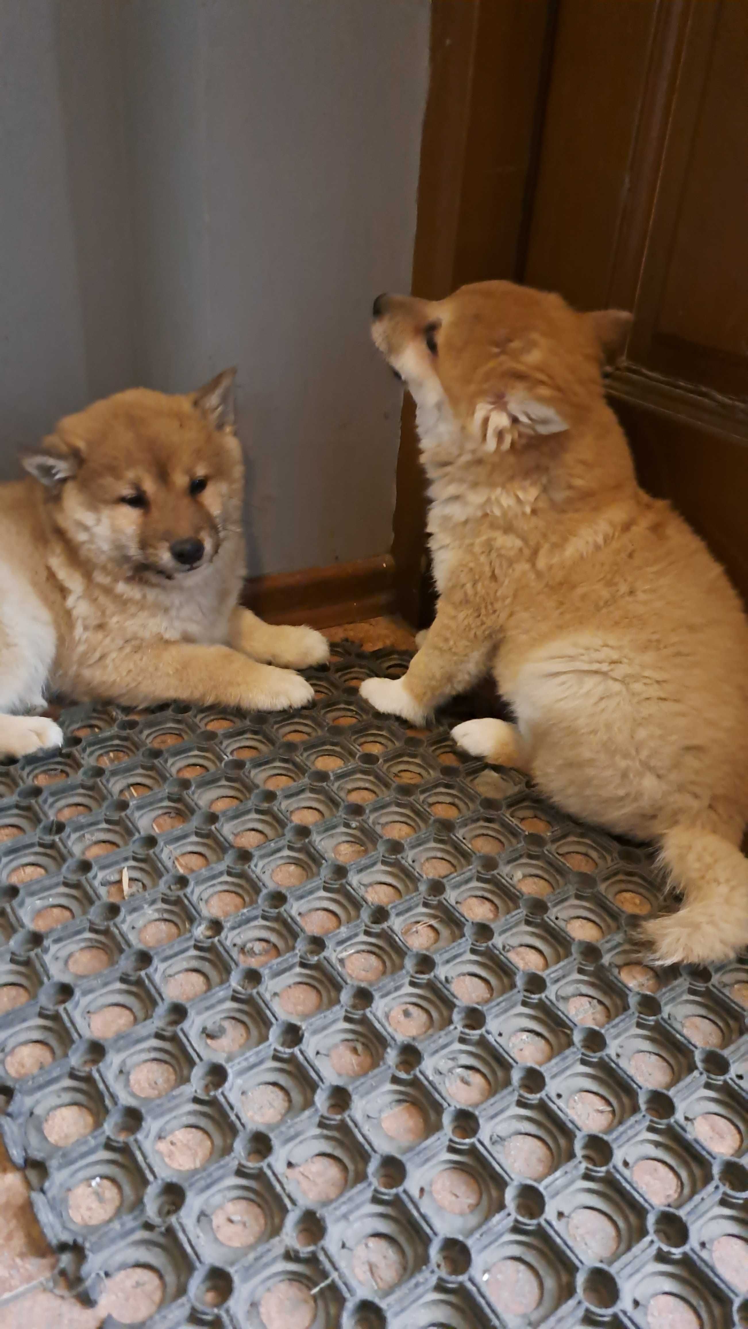 Shiba inu PIesek