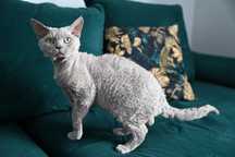 Reproduktor Krycie Kocur Devon Rex grupa B