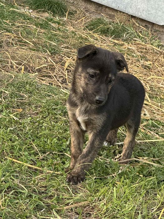 szczenięta odda za darmo