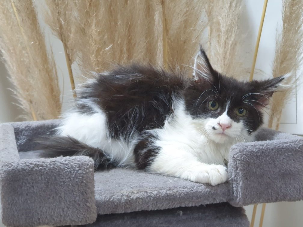 Maine coon fêmea com Lop