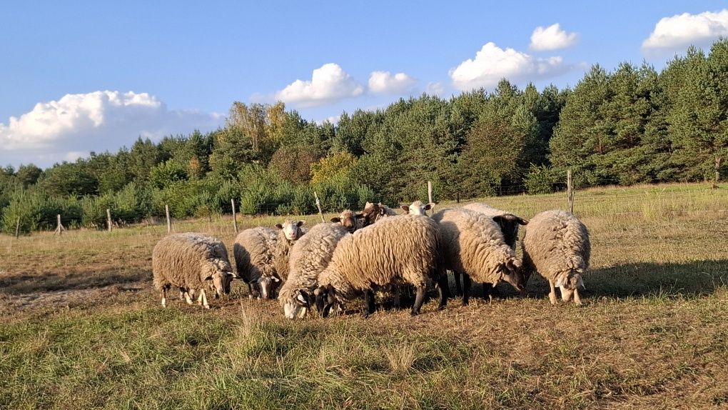 Owce likwidacja stada czarnogłówka merynos suffolg mieszane