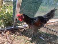 Galo Hibrido de olive egger x Andaluza surenha negra