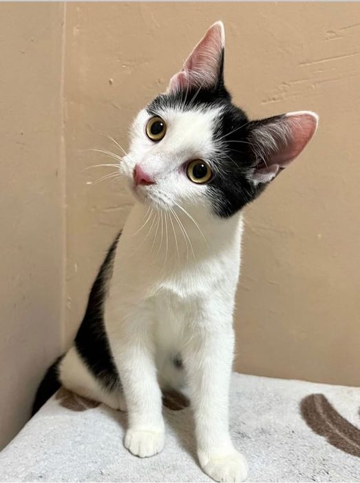 Шукаємо люблячі ручки для кішечки