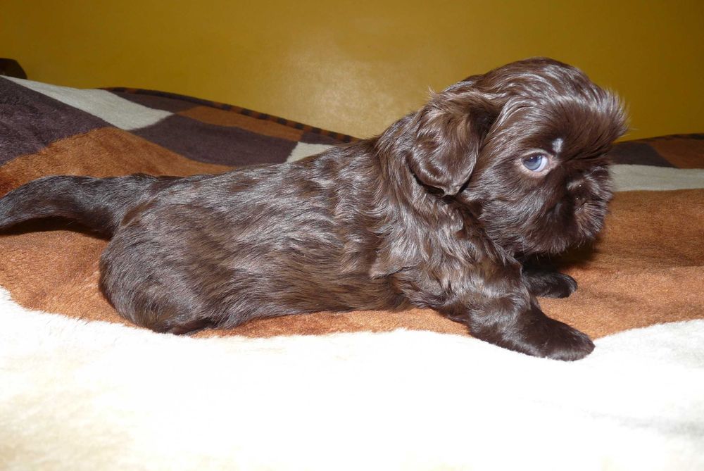 Shih Tzu, suczka Gabi do odbioru od 18 października.
