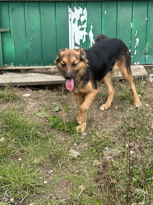 Piekna suczka do adopcji