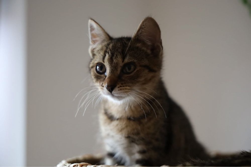 Feniks i Uno kot koty kociaki kotki do adopcji oddam za darmo
