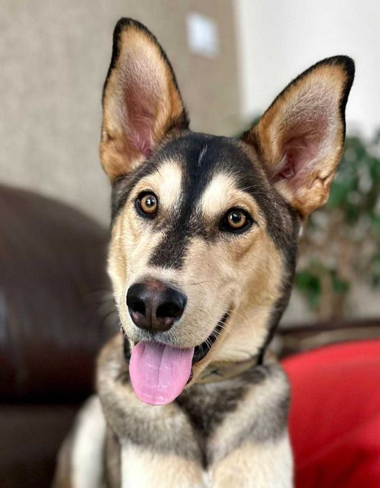 Lenon - bezdomny młodziak do adopcji!