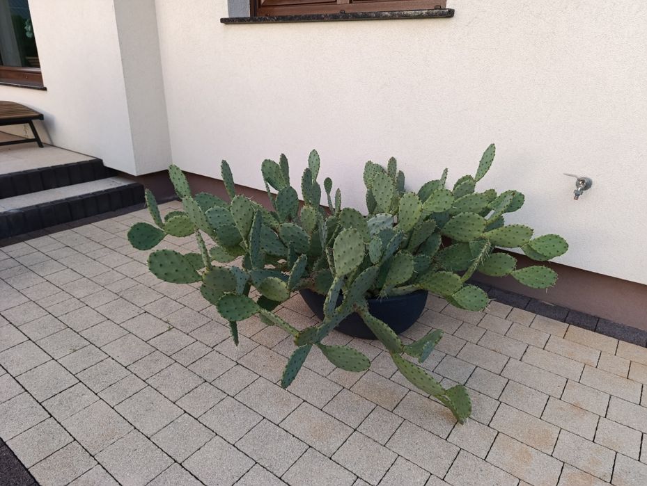 Opuncja - duży kaktus